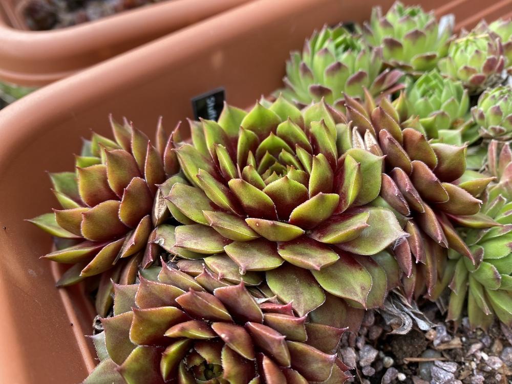Photo of Hen and Chicks (Sempervivum 'Stuffed Olive') uploaded by JesseInCT