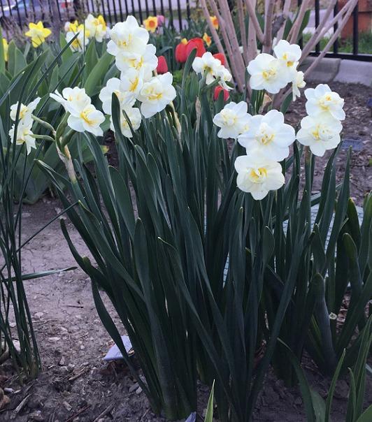 Photo of Double Daffodil (Narcissus 'Cheerfulness') uploaded by MaryDurtschi