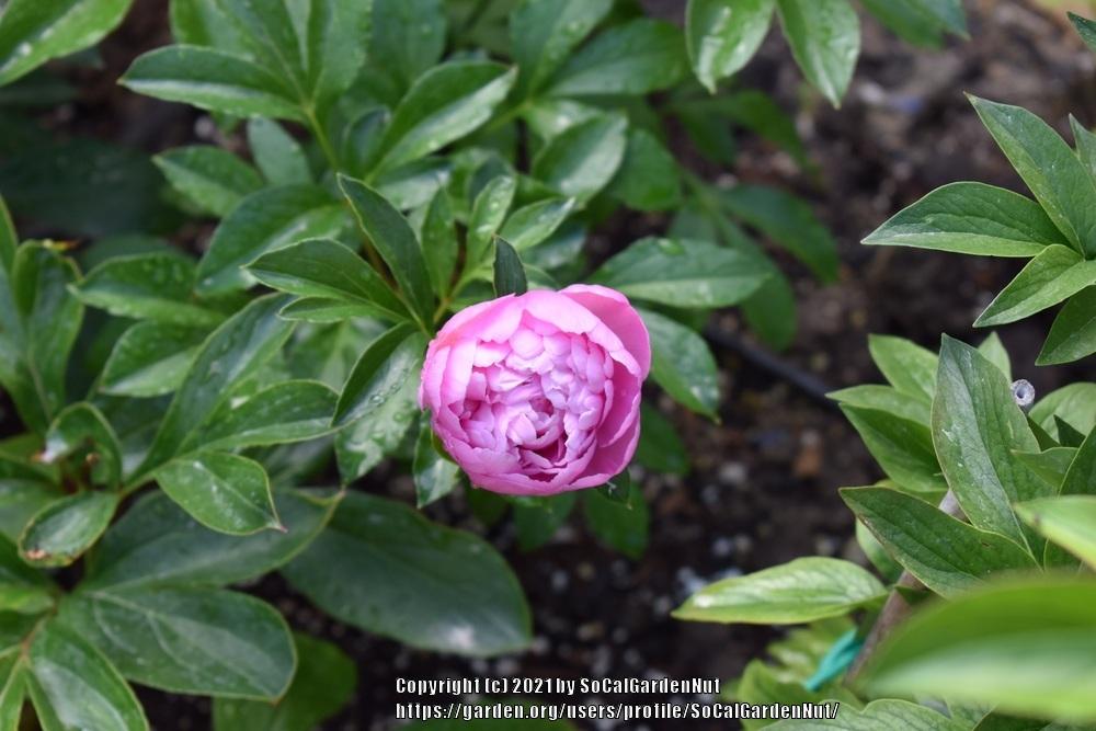 Photo of Peony (Paeonia lactiflora 'Monsieur Jules Elie') uploaded by SoCalGardenNut