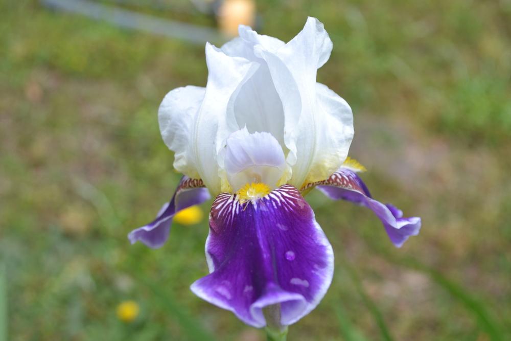 Photo of Tall Bearded Iris (Iris 'Wabash') uploaded by aikenforflowers