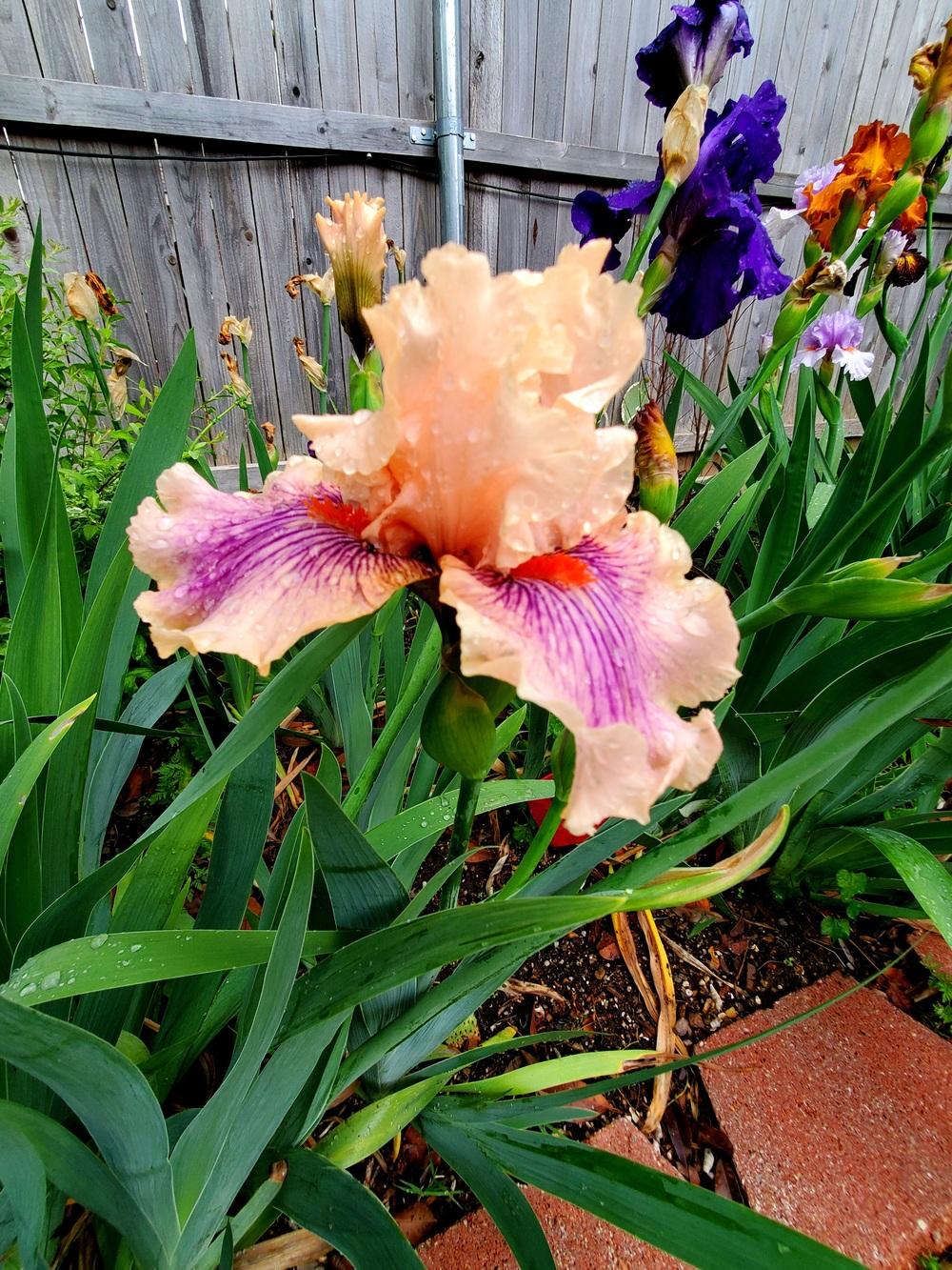 Photo of Tall Bearded Iris (Iris 'Center Line') uploaded by javaMom