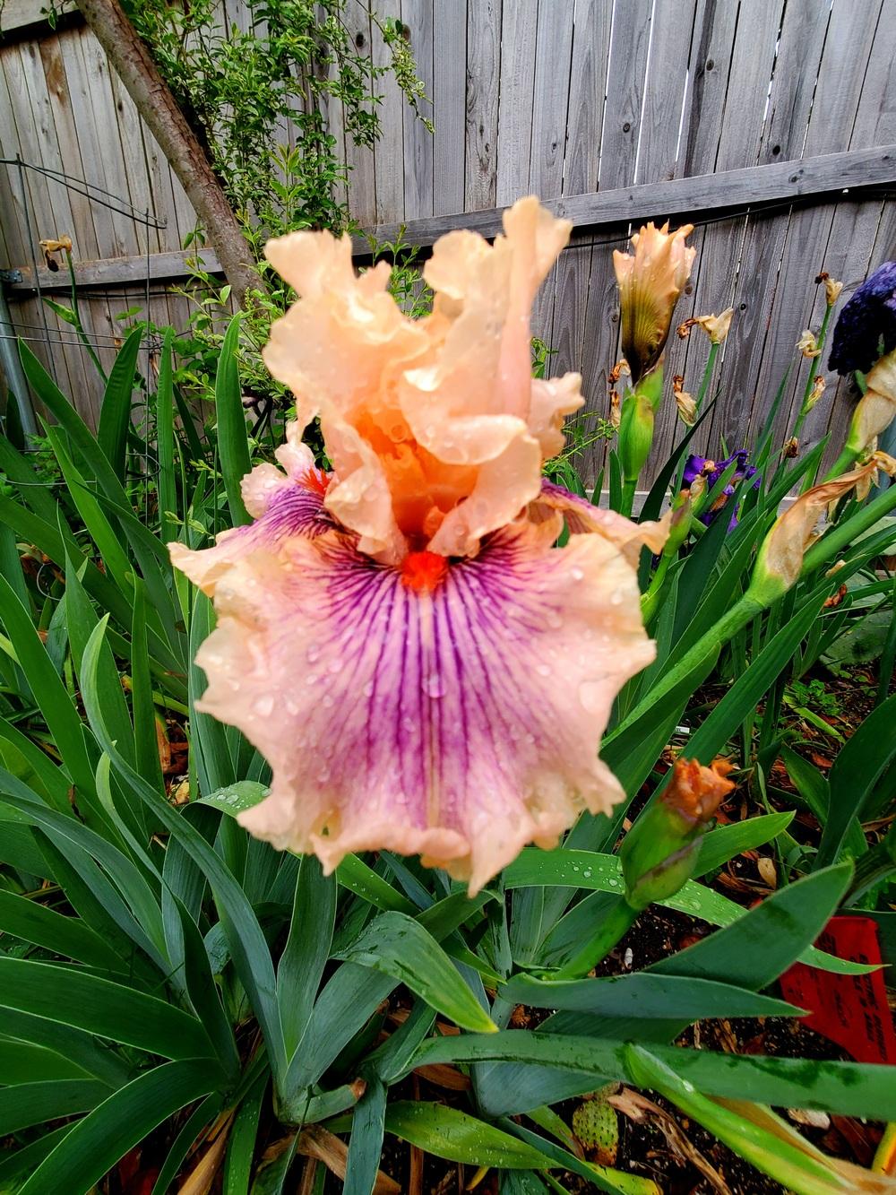 Photo of Tall Bearded Iris (Iris 'Center Line') uploaded by javaMom