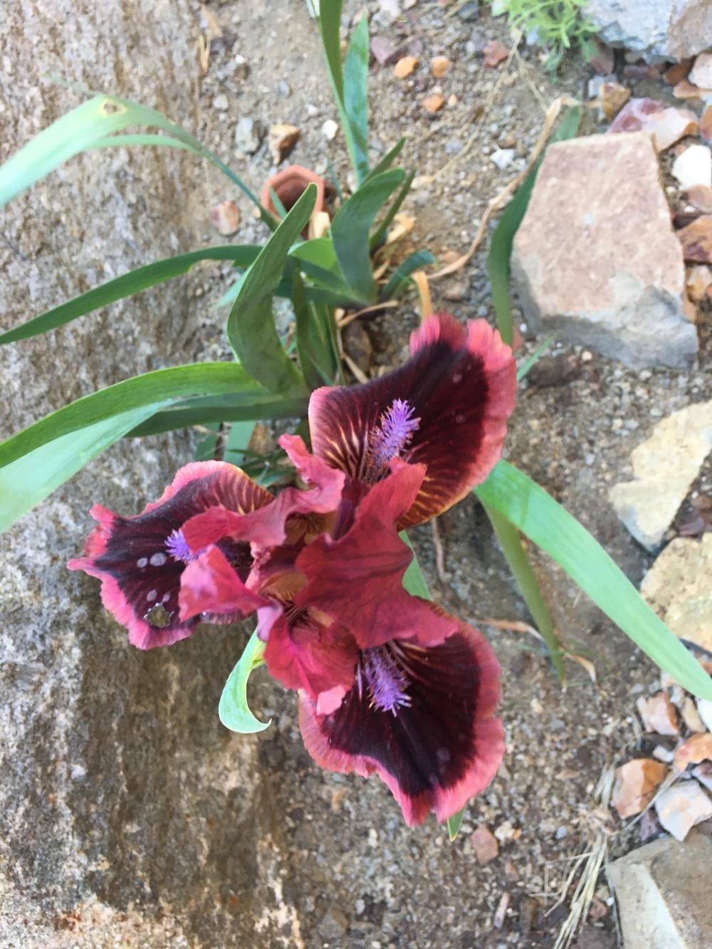 Photo of Standard Dwarf Bearded Iris (Iris 'Cat's Eye') uploaded by plantmanager