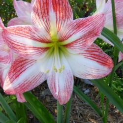 Location: Charleston, SC
Date: 2021-04-22
Blooming at Hampton Park