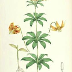 
Date: c. 1880
illustration by W. H. Fitch from Elwes' 'Monograph of the Genus L