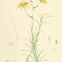 
Date: c. 1880
illustration by W. H. Fitch from Elwes' 'Monograph of the Genus L
