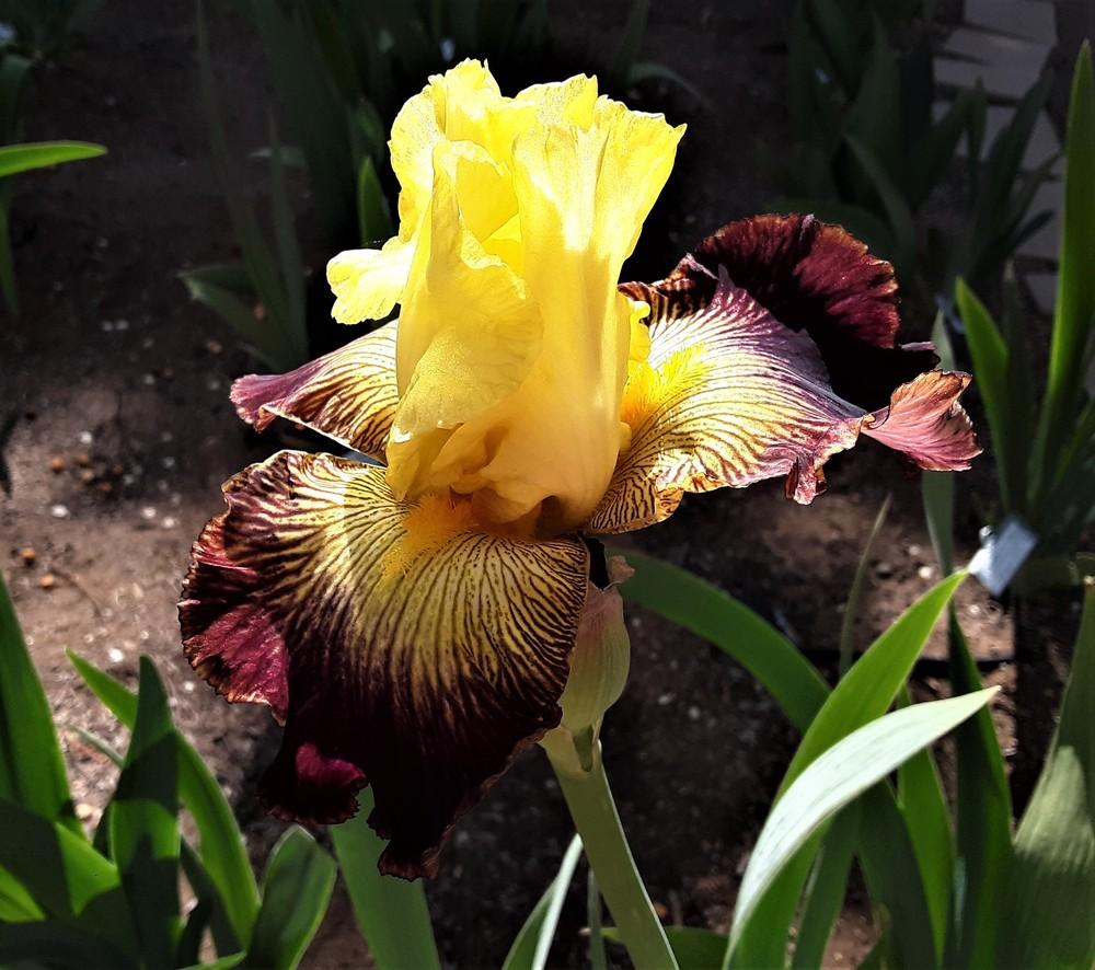 Photo of Tall Bearded Iris (Iris 'Living on the Edge') uploaded by Bitoftrouble