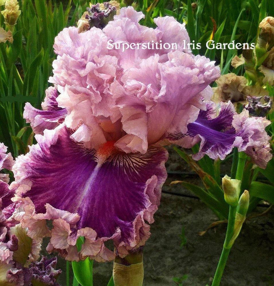 Photo of Tall Bearded Iris (Iris 'Just Witchery') uploaded by DaylilySLP