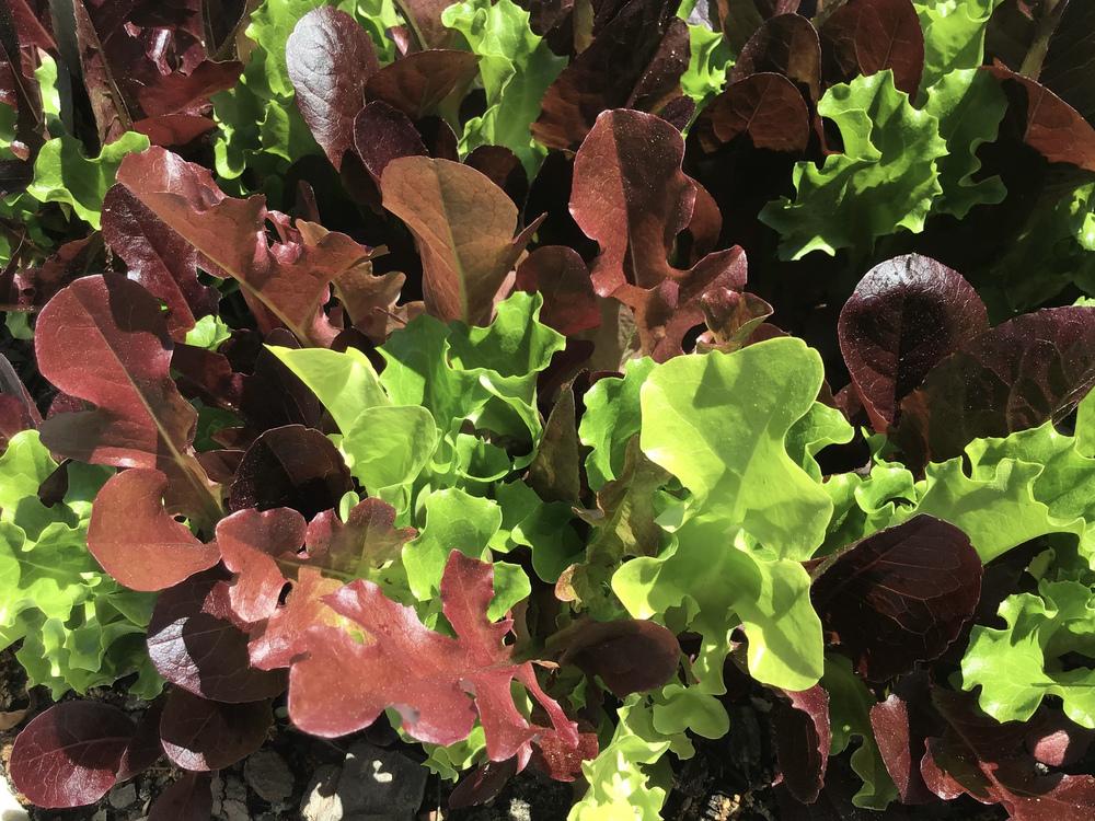 Photo of Lettuces (Lactuca sativa) uploaded by gardenfish