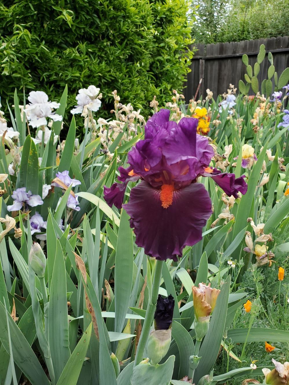 Photo of Tall Bearded Iris (Iris 'Sharp Dressed Man') uploaded by jigs1968