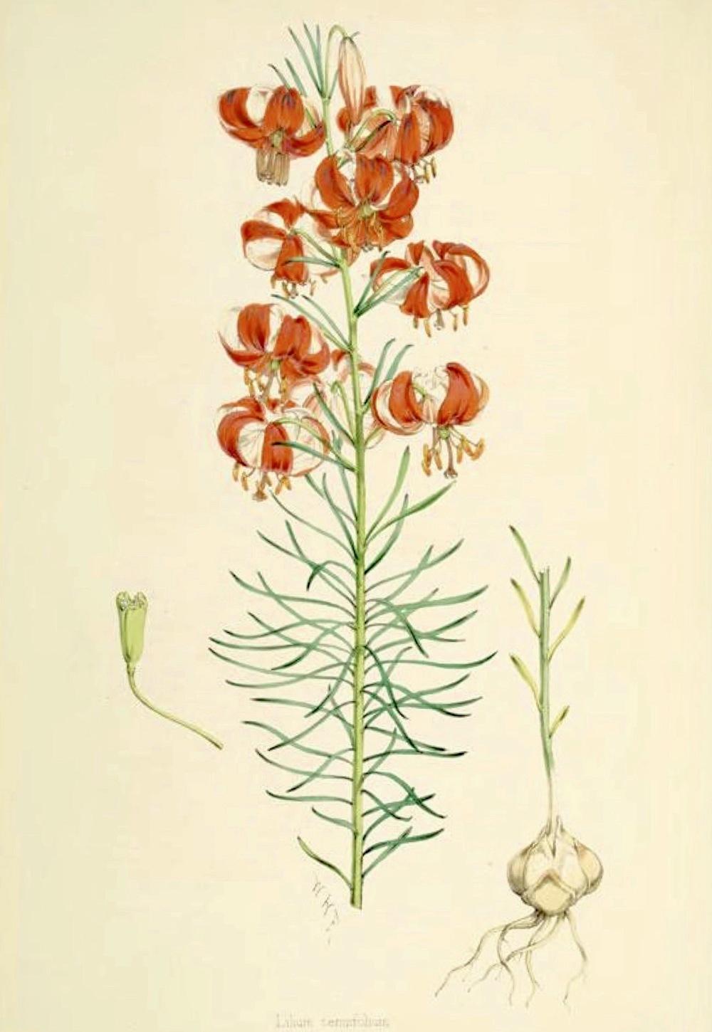 Photo of Coral Lily (Lilium pumilum) uploaded by scvirginia