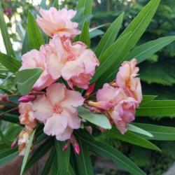 Location: Galveston Island, Texas 
Date: June 2020
Nerium oleander 'Mrs. Roeding'