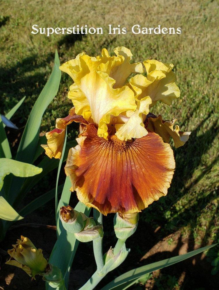 Photo of Tall Bearded Iris (Iris 'Seasons in the Sun') uploaded by DaylilySLP