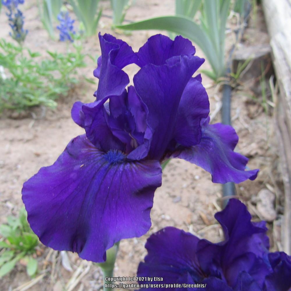 Photo of Intermediate Bearded Iris (Iris 'Midsummer Night's Dream') uploaded by GreenIris