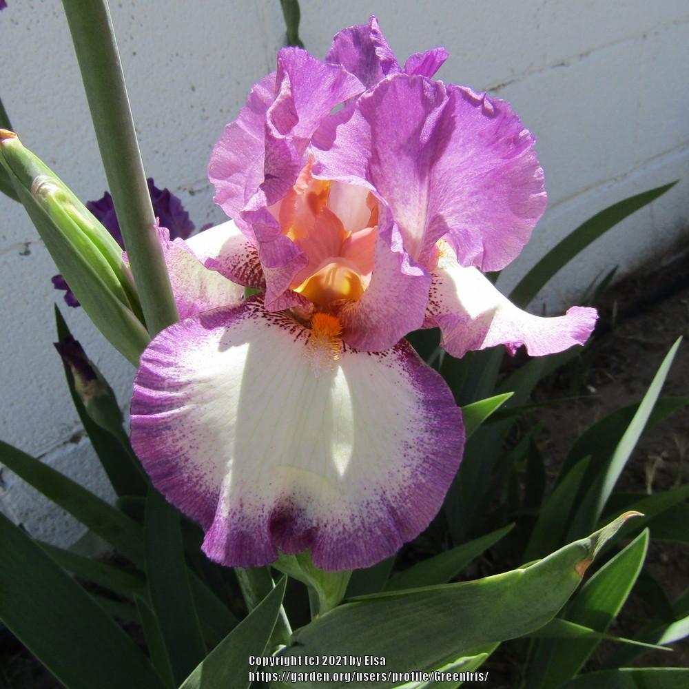 Photo of Tall Bearded Iris (Iris 'Footloose') uploaded by GreenIris