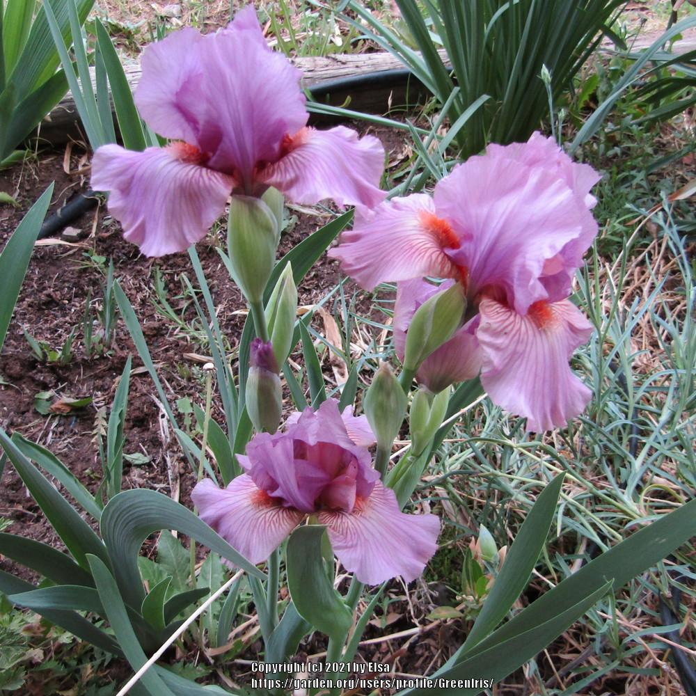 Photo of Intermediate Bearded Iris (Iris 'Miss Mauve') uploaded by GreenIris