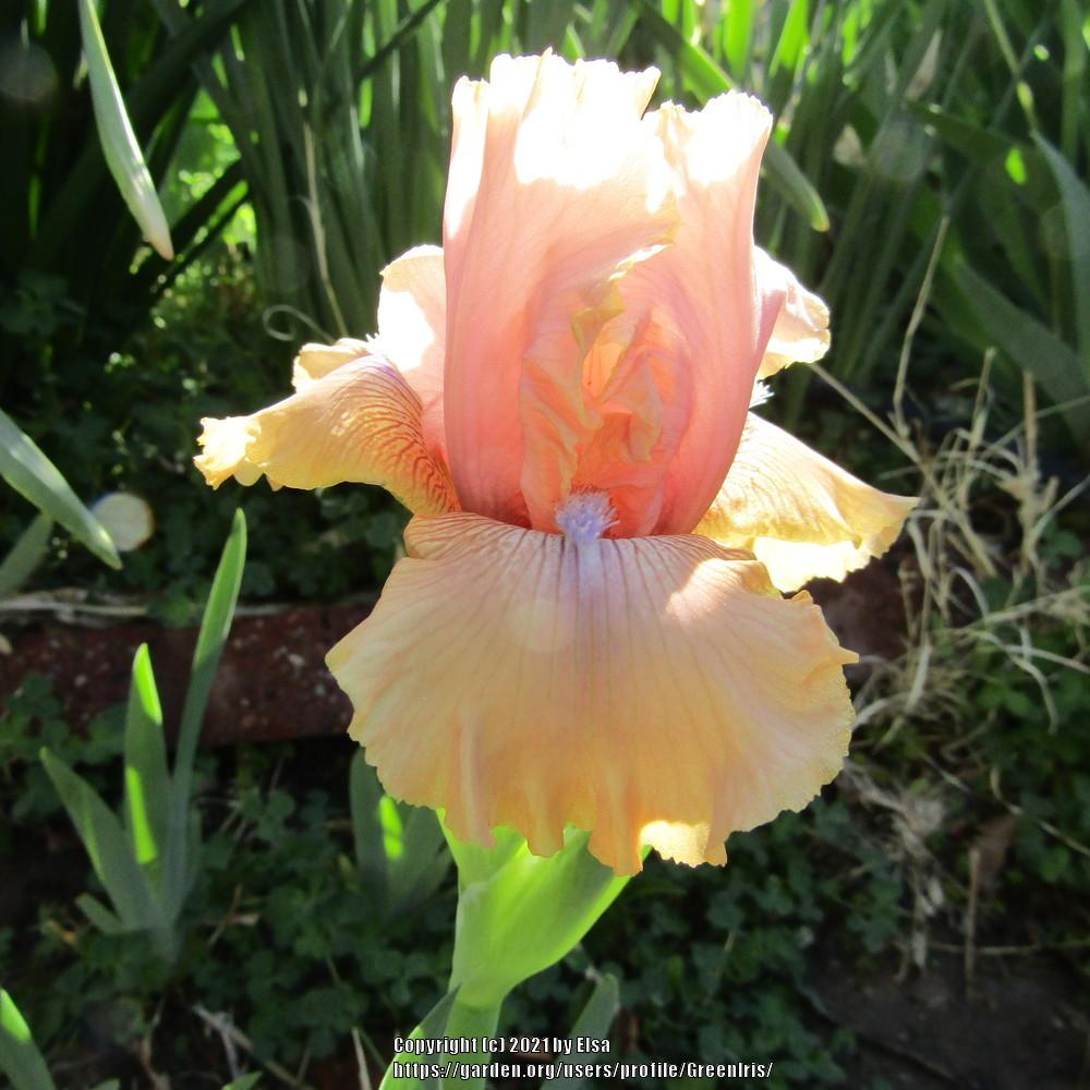 Photo of Intermediate Bearded Iris (Iris 'Country Dance') uploaded by GreenIris