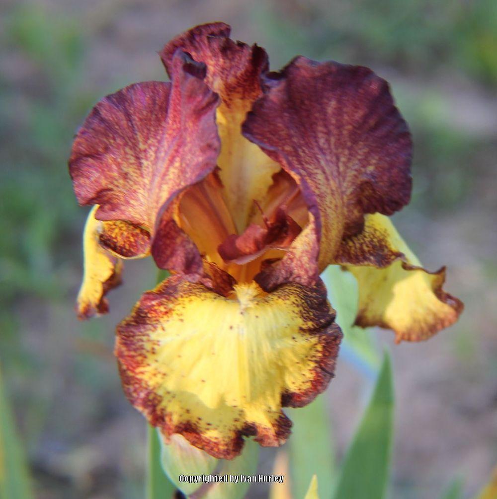 Photo of Intermediate Bearded Iris (Iris 'Red Hot Chili') uploaded by Ivan_N_Tx