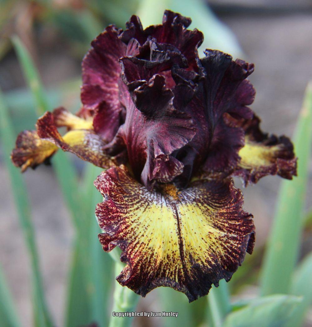 Photo of Tall Bearded Iris (Iris 'Fire Danger') uploaded by Ivan_N_Tx