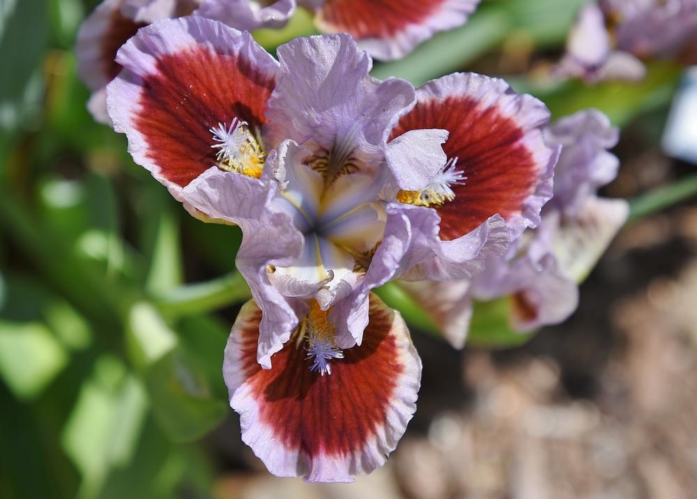 Photo of Standard Dwarf Bearded Iris (Iris 'Going in Circles') uploaded by Polka45