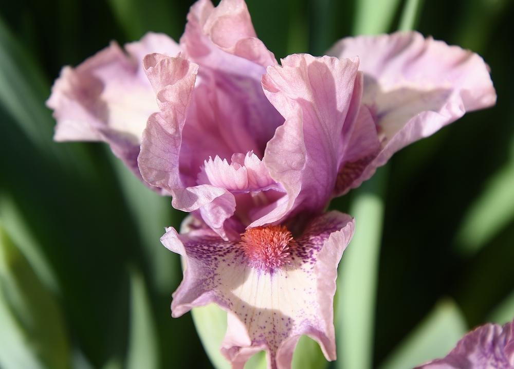 Photo of Standard Dwarf Bearded Iris (Iris 'Raspberry Ice') uploaded by Polka45