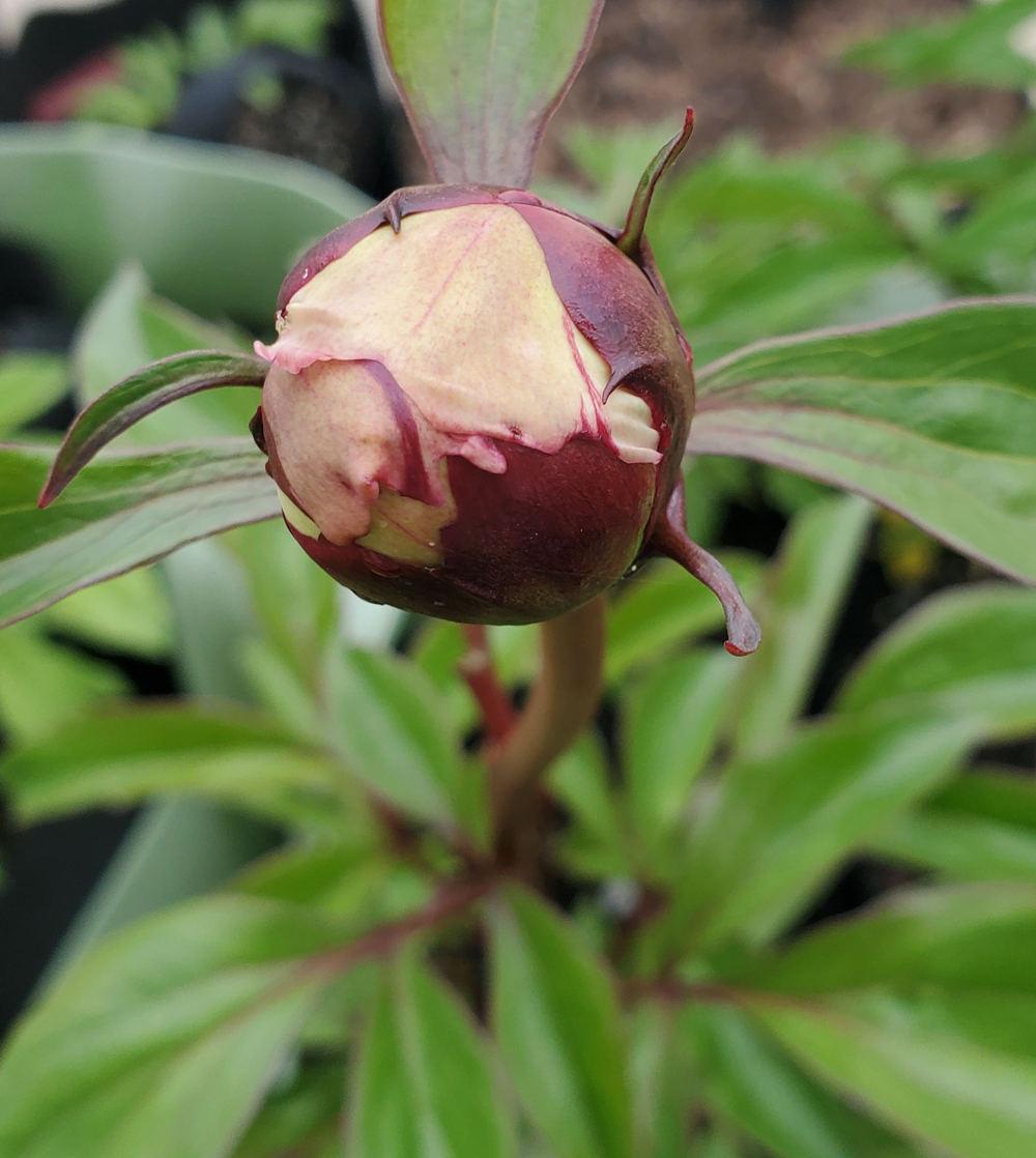 Photo of Peony (Paeonia lactiflora 'Dr. F. G. Brethour') uploaded by Topdecker