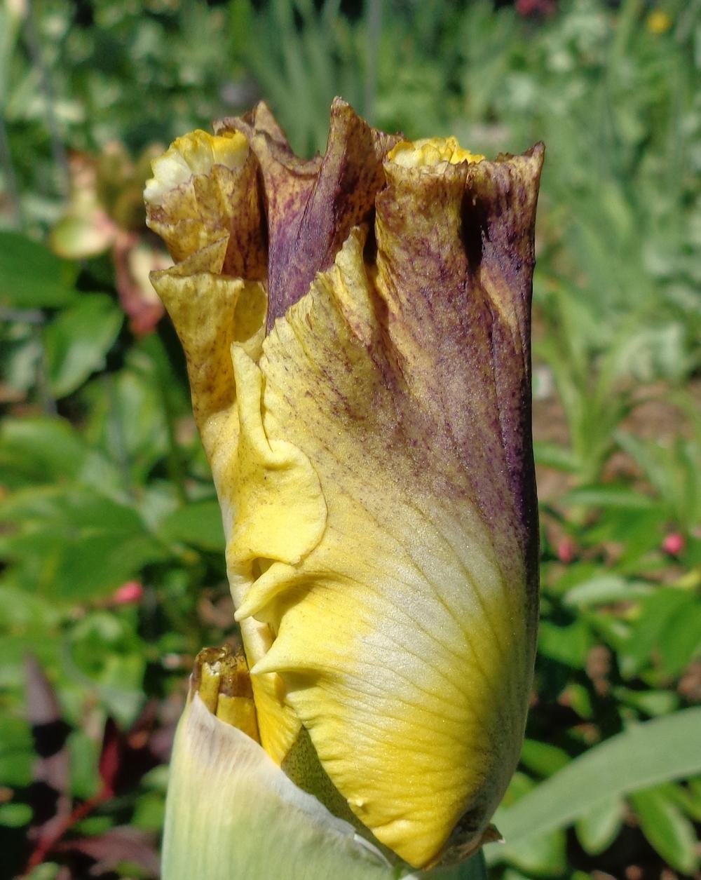 Photo of Tall Bearded Iris (Iris 'Brainstorm') uploaded by lovemyhouse