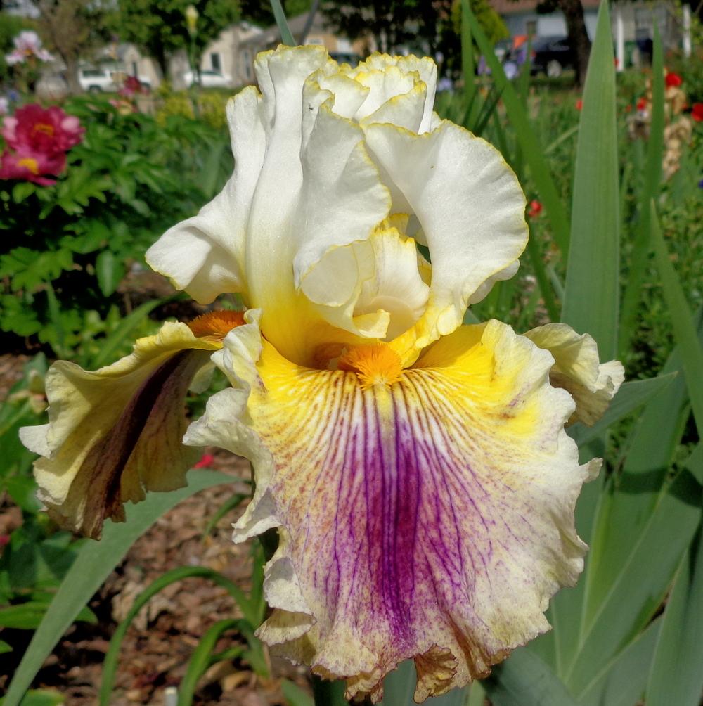 Photo of Tall Bearded Iris (Iris 'Brainstorm') uploaded by lovemyhouse