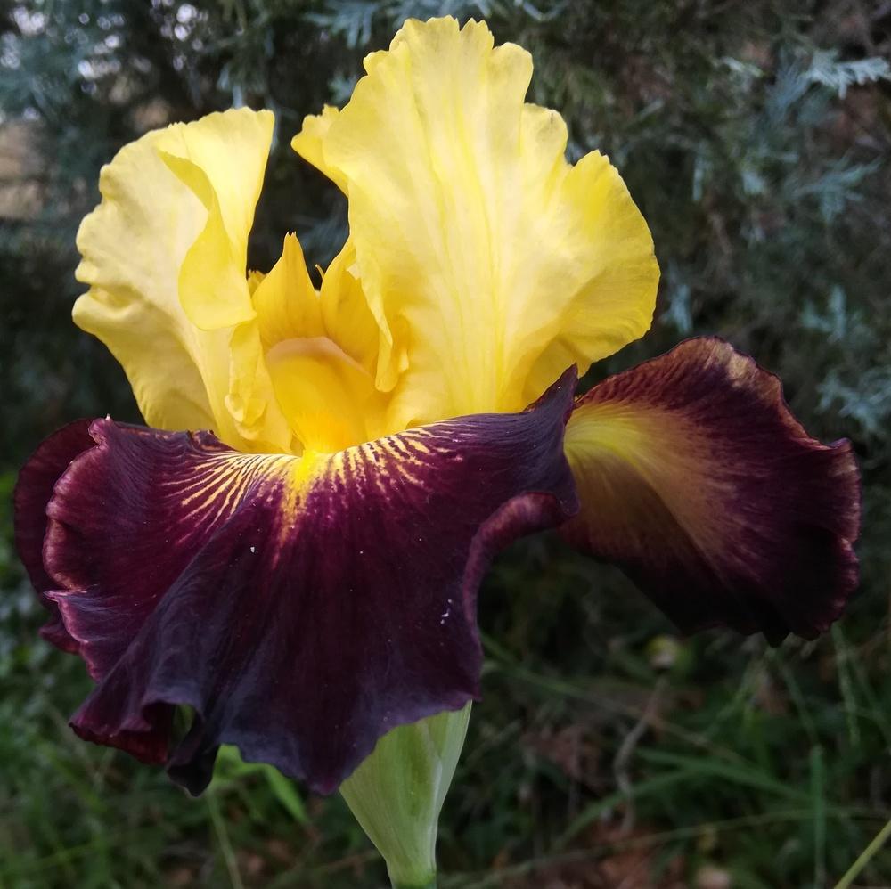 Photo of Tall Bearded Iris (Iris 'Explicit') uploaded by olga_batalov