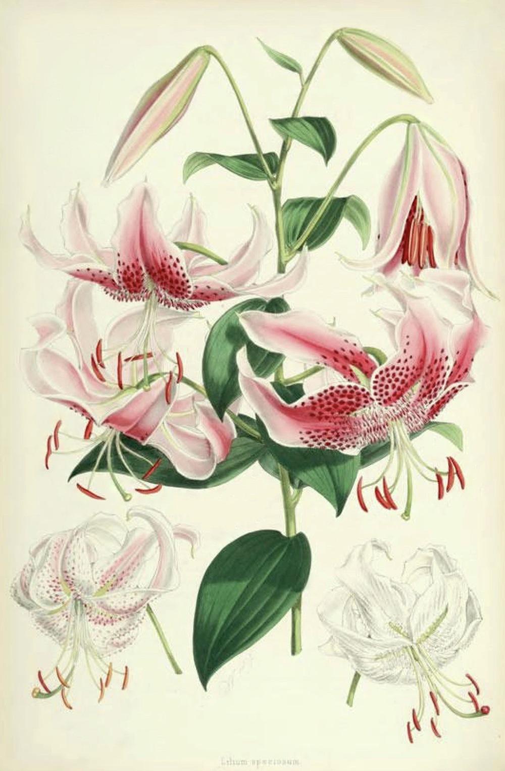 Photo of Rubrum Lily (Lilium speciosum) uploaded by scvirginia