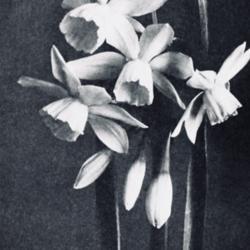
Date: c. 1948
photo from the Spring 1948 issue of the Brooklyn Botanical Garden