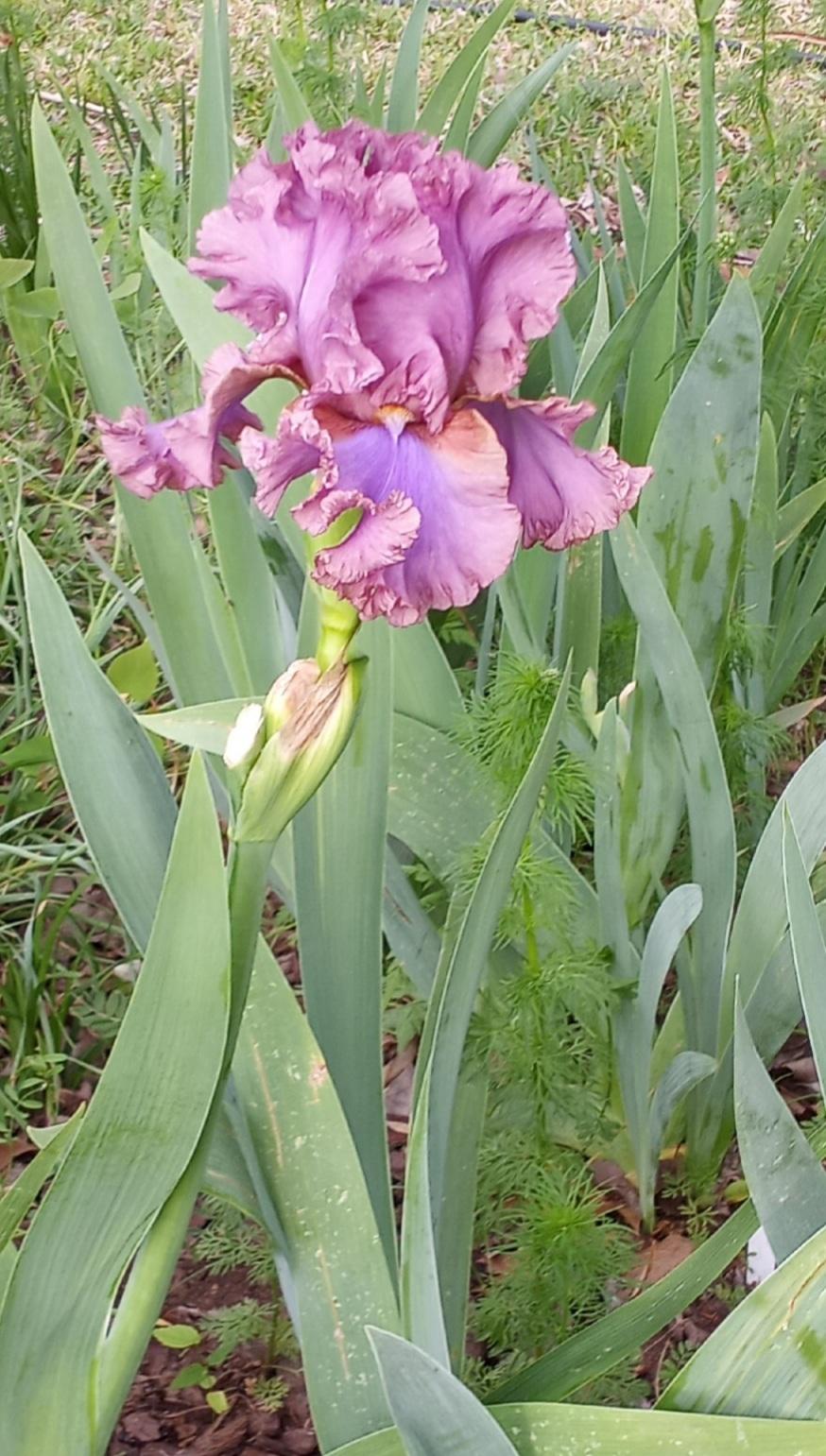 Photo of Tall Bearded Iris (Iris 'French Lavender') uploaded by FAIRYROSE