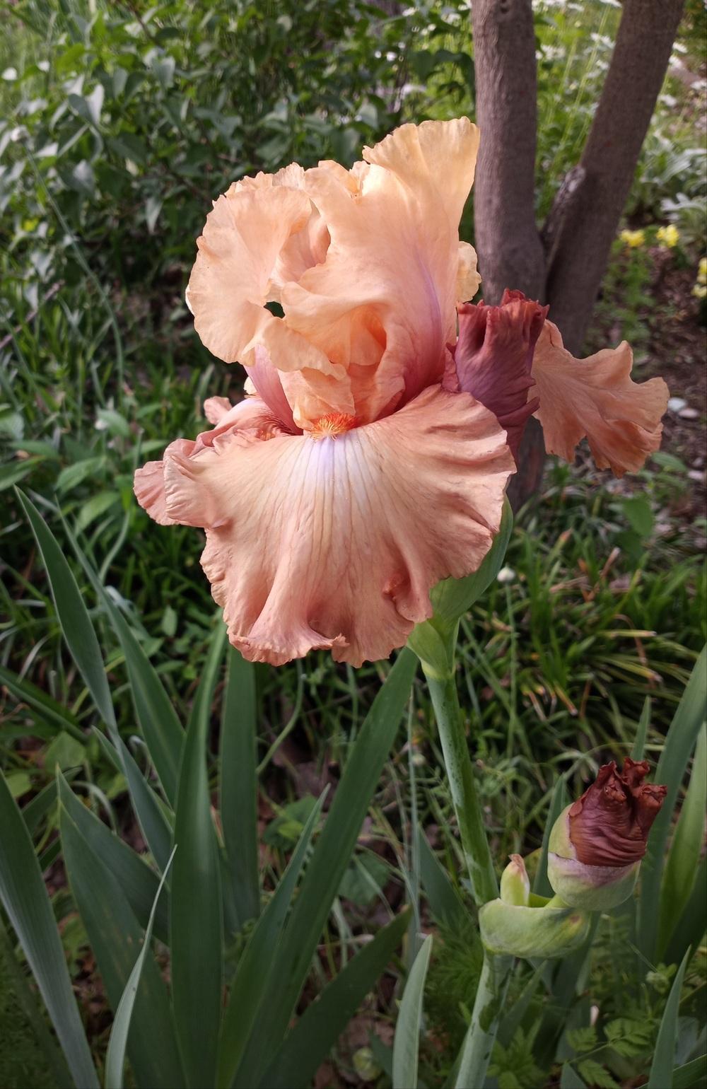 Photo of Tall Bearded Iris (Iris 'Temple of Time') uploaded by FAIRYROSE