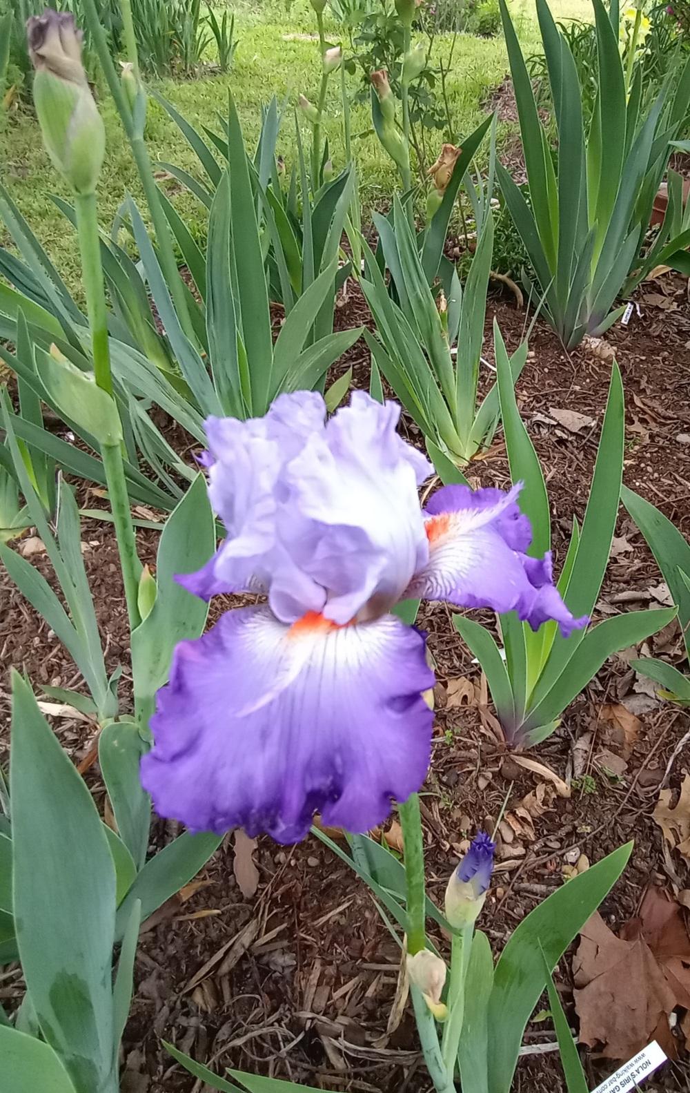 Photo of Tall Bearded Iris (Iris 'Stars and Stripes') uploaded by FAIRYROSE