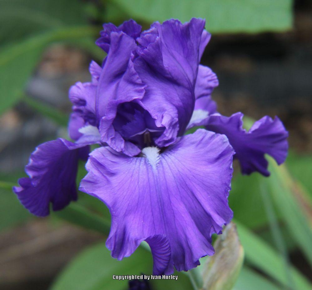 Photo of Tall Bearded Iris (Iris 'North Pacific Seas') uploaded by Ivan_N_Tx