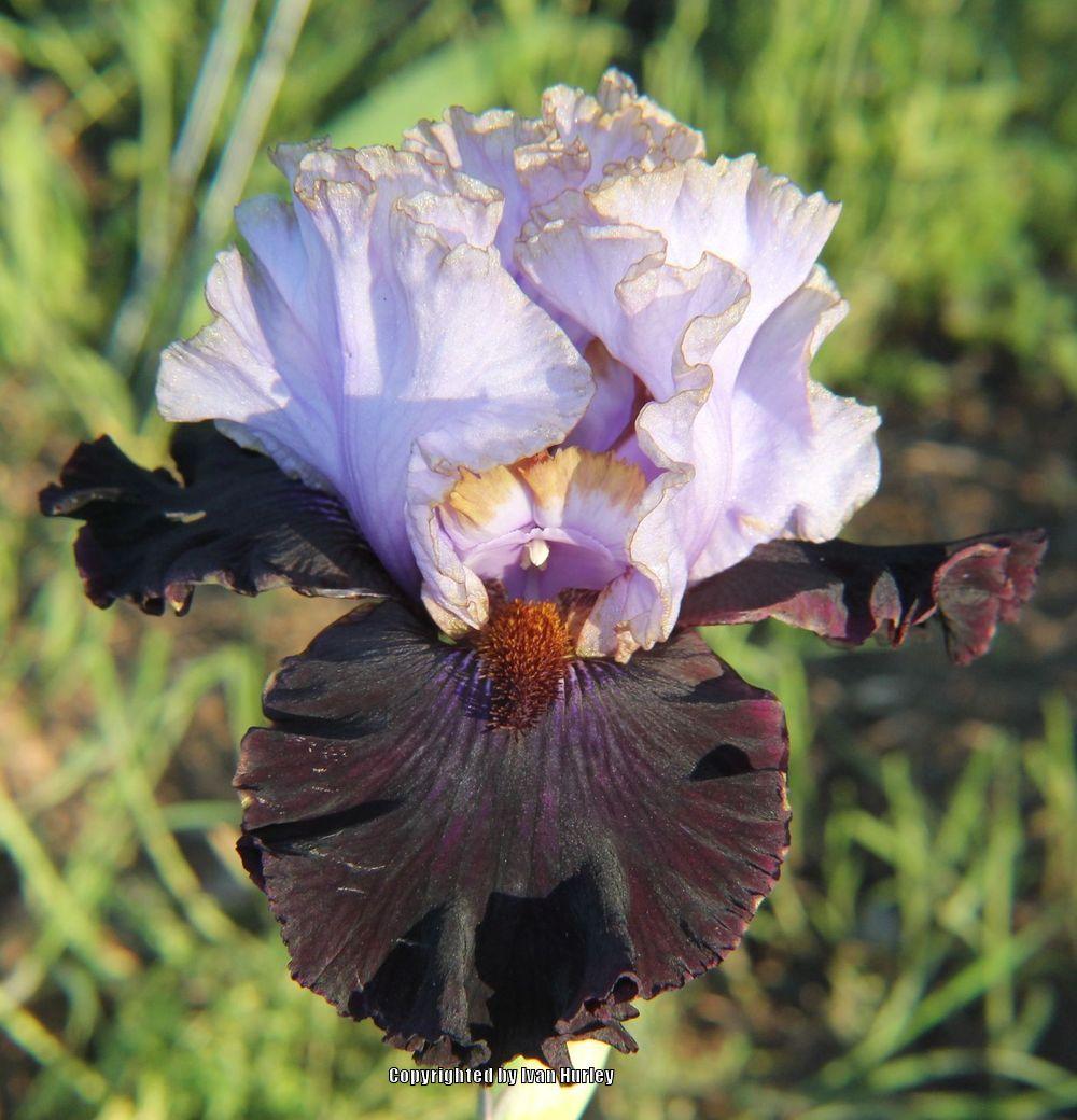 Photo of Tall Bearded Iris (Iris 'Edge of the World') uploaded by Ivan_N_Tx