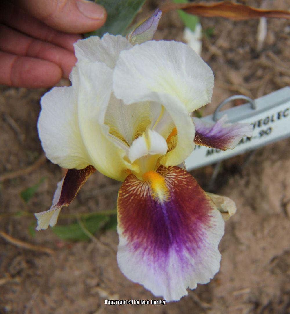 Photo of Tall Bearded Iris (Iris 'Striped Red Neglecta') uploaded by Ivan_N_Tx