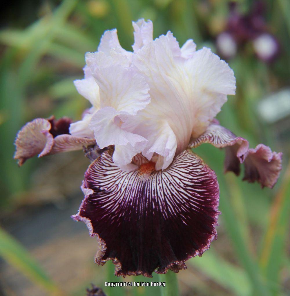 Photo of Tall Bearded Iris (Iris 'Samba Queen') uploaded by Ivan_N_Tx