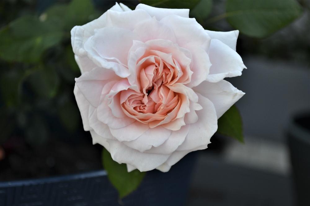 Photo of Rose (Rosa 'Quietness') uploaded by LisaPCB