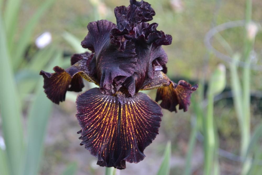 Photo of Tall Bearded Iris (Iris 'Dark Energy') uploaded by aikenforflowers