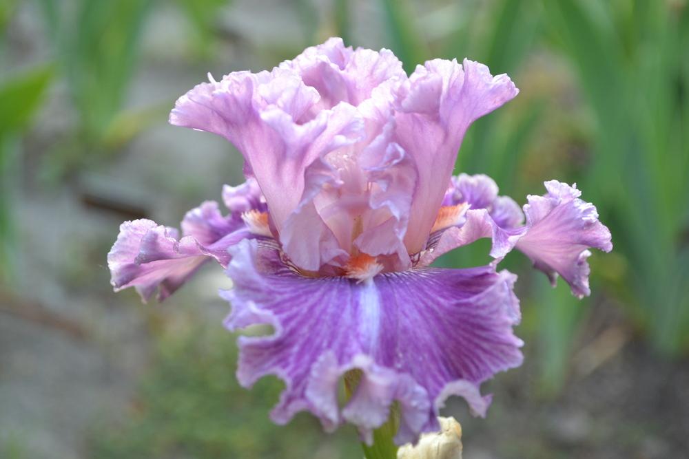 Photo of Tall Bearded Iris (Iris 'Just Witchery') uploaded by aikenforflowers