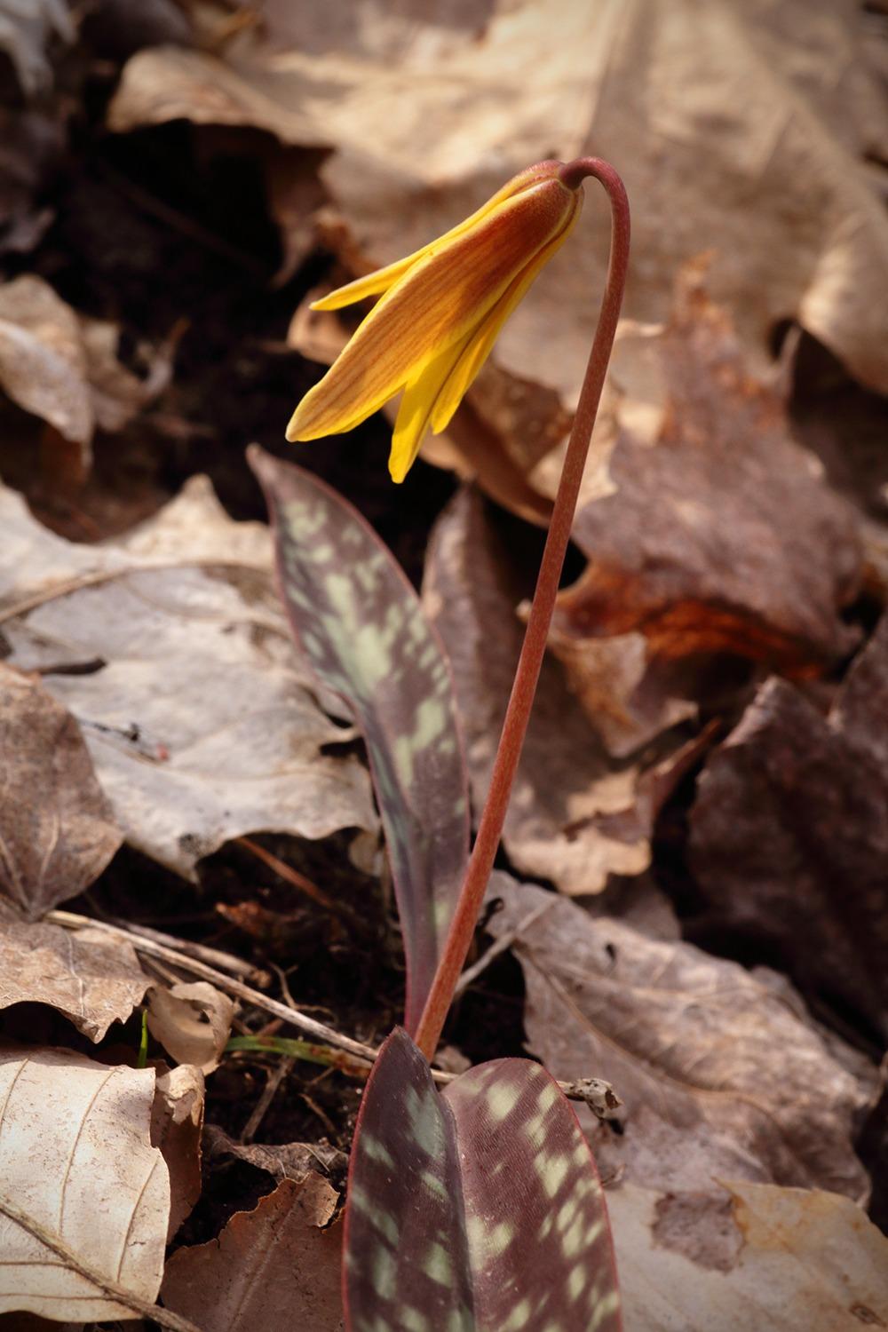 Photo of Trout Lily (Erythronium americanum) uploaded by ignova