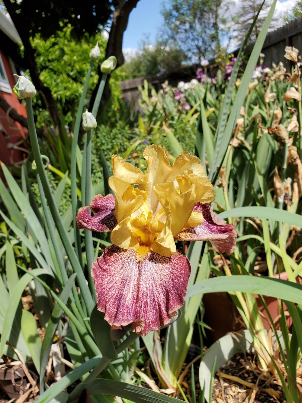 Photo of Tall Bearded Iris (Iris 'Howling at the Moon') uploaded by jigs1968