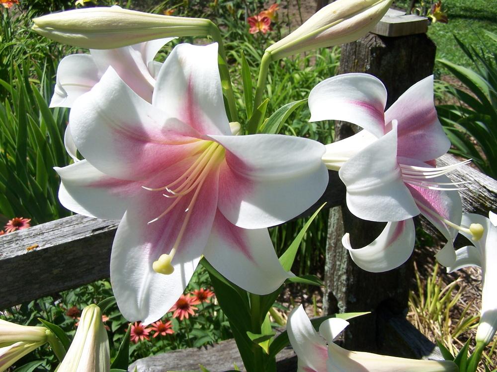 Photo of Lily (Lilium Triumphator) uploaded by petruske