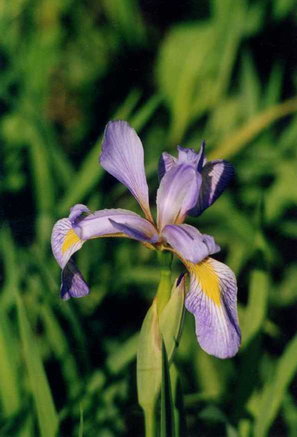 Photo of Species Iris (Iris versicolor) uploaded by scvirginia
