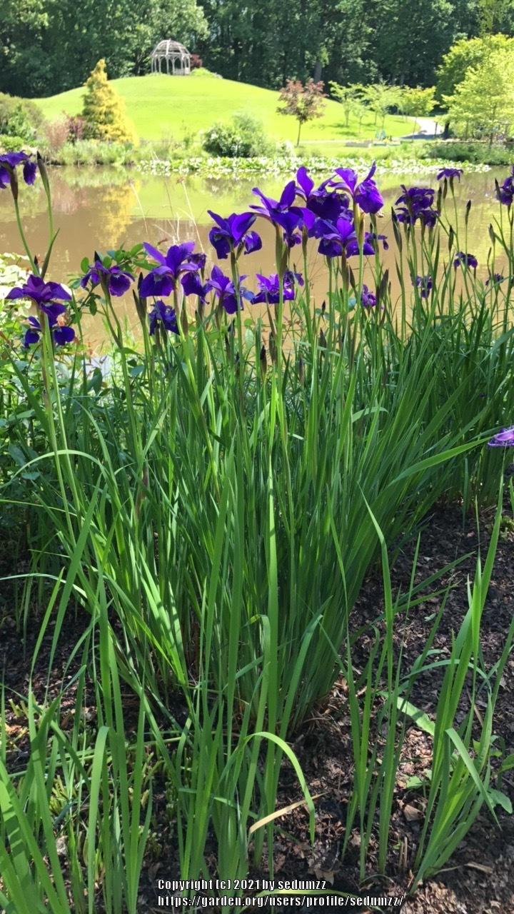 Photo of Irises (Iris) uploaded by sedumzz