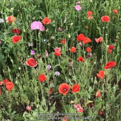 Location: Centerville, VA
Date: 2017-05-21
This poppy field has been mowed over and is now a highway... :(