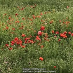 Location: Fairfax, Virginia (Outdoors)
Date: 2017-05-21
This poppy field has been mowed over and is now a highway... :(
