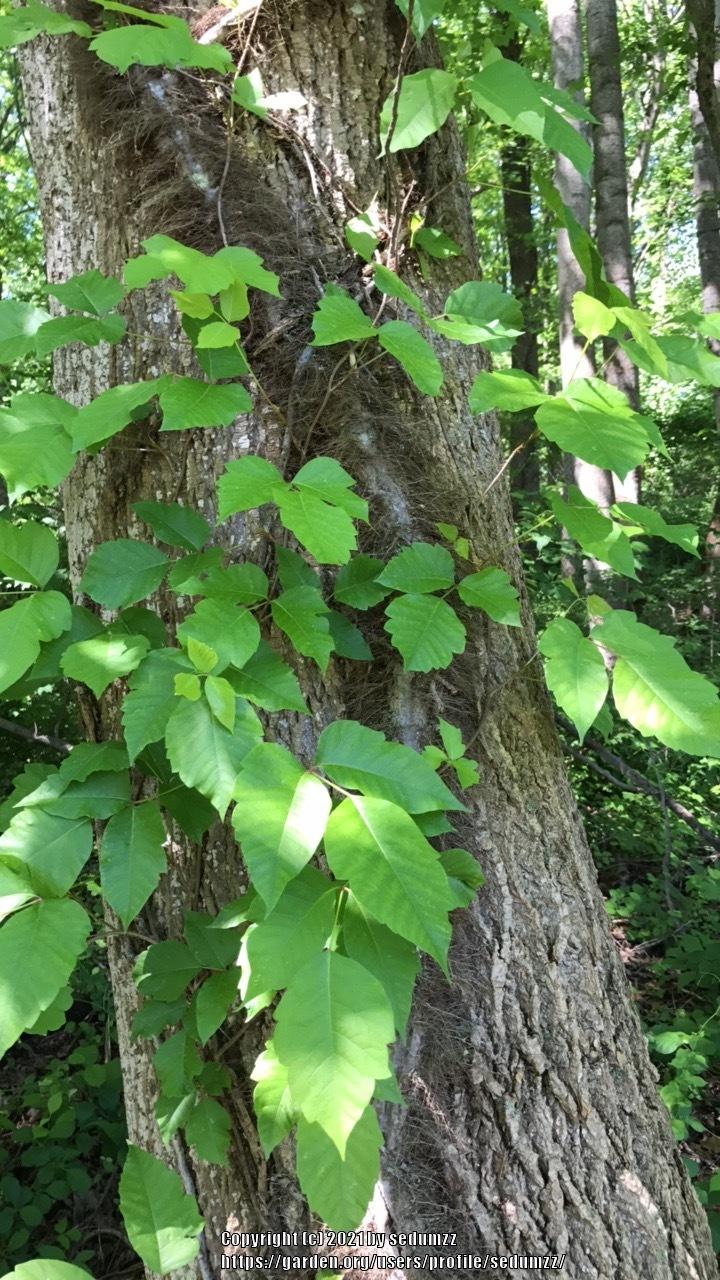Photo of Poison Ivy (Toxicodendron radicans) uploaded by sedumzz
