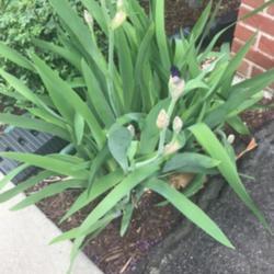 Location: Fairfax, Virginia (Outdoors)
My beloved bearded iris from the old house!!